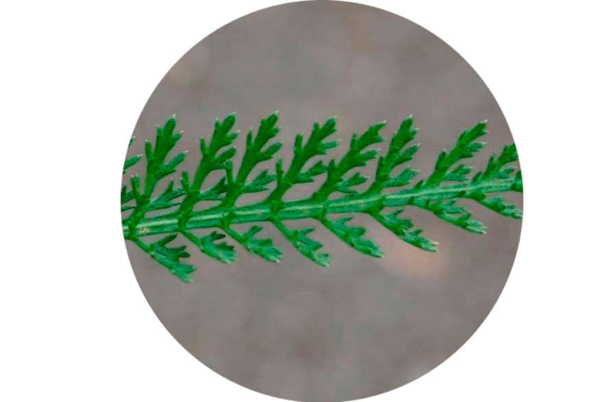 Bladeren van Achillea Millefolium - Samenstelling Normadex