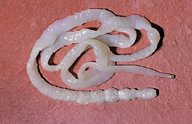 hoe ziet een stierenlintworm eruit