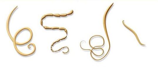 meest voorkomende soorten parasieten