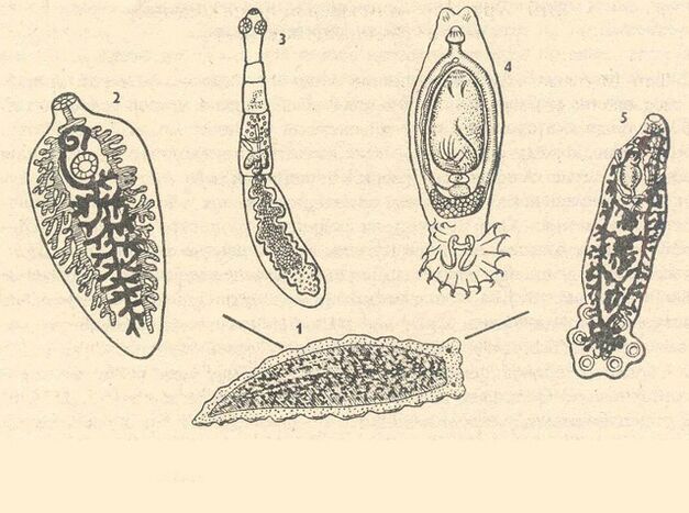 protozoaire parasieten in het menselijk lichaam