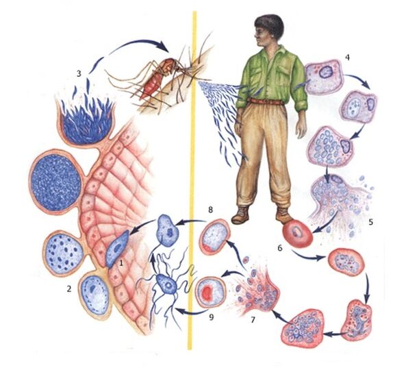 reproductiemethoden van protozoaire parasieten