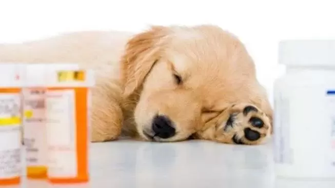 medicijnen om wormen bij honden te voorkomen